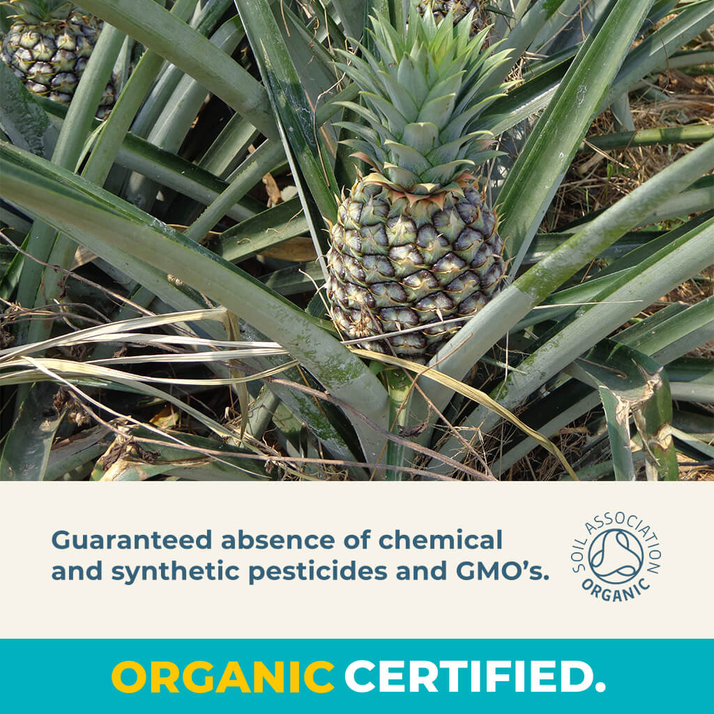 Organic Gently Dried Pineapple Chunks-3